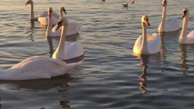 Море. Лебеди. И. Крутой