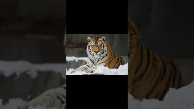 Какое ты животное по знаку зодиака?