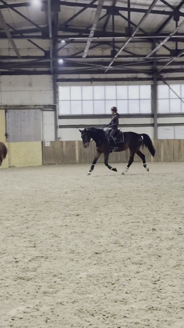 5 летний мерин на продажу🤩🤩🤩