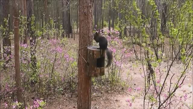 "Весенняя зарисовка" (Белочки)