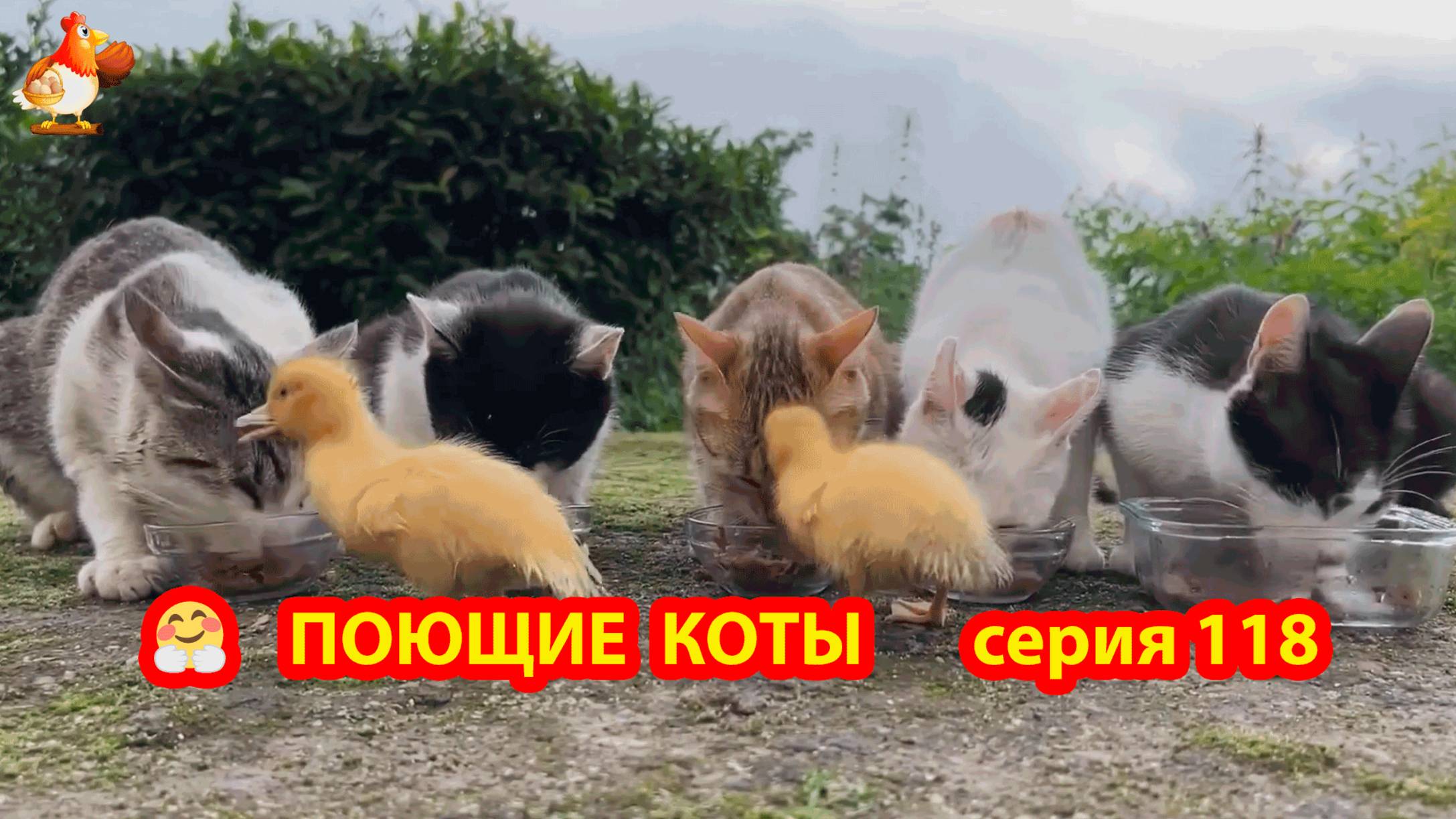 Крутые коты у птичьего двора серия (118) 🐈🐈⬛😹 Природа Абхазии и подворье с птицами и животными ❣