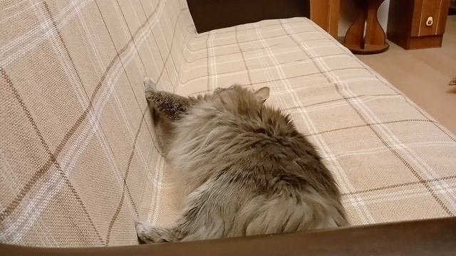 Фили новый плед очень понравился