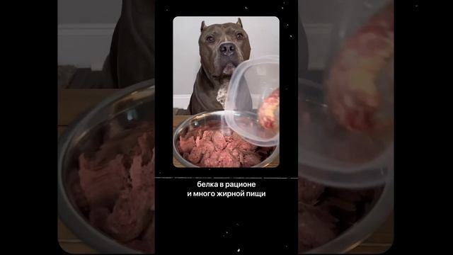 Почему собачули едят какули.