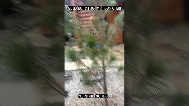 Мерлин Монро | Сциодопитис мутовчатый  #сад #огород #ландшафтныйдизайн #garden