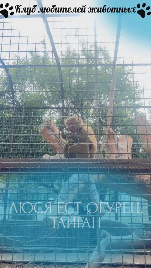 Люся ест огурец. Тайган