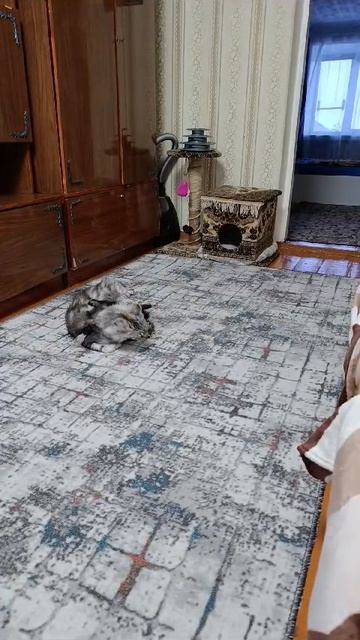 Котенок