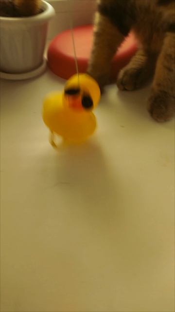 опять после тусы утка пришла