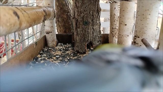После морозной ночи, нужно подкрепиться. Налетай всем хватит.Ресторан посетили синички и воробьи.