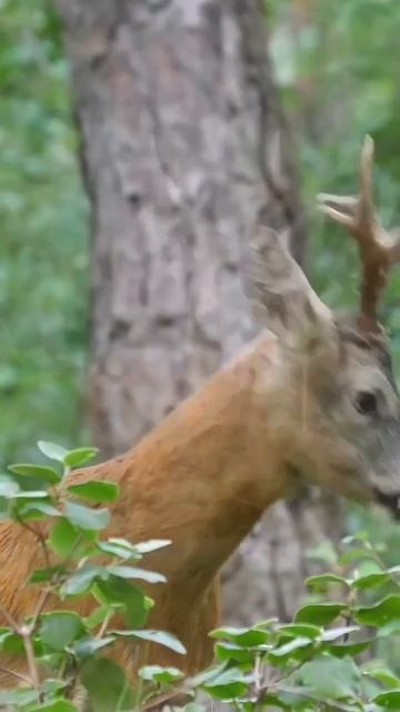 Лай косули, как кричит самец 🦌