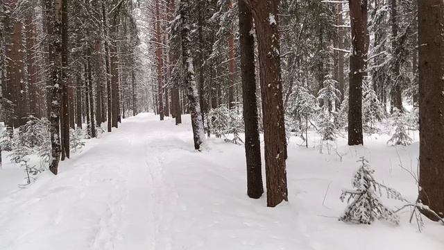 Зимний лес и Аллах: В поисках гармонии и умиротворения