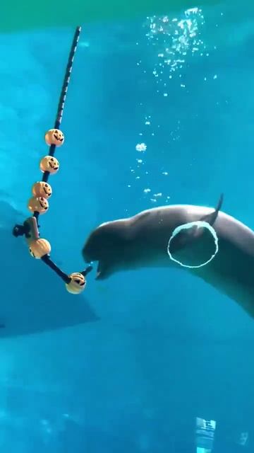 Подводные колечки от братьев наших меньших.mp4