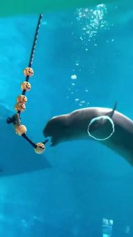 Подводные колечки от братьев наших меньших.mp4