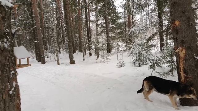 Зимняя тишина: Прогулка по лесу и размышления о Боге