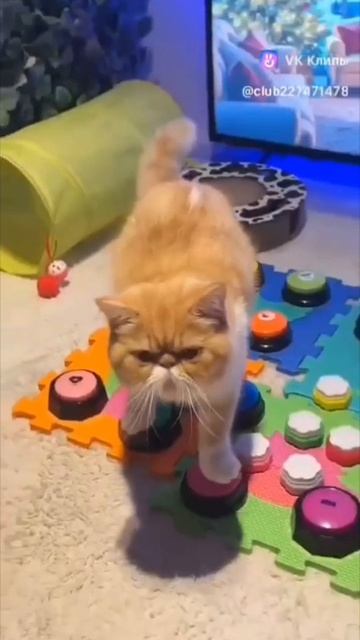 Не говорящий кот!