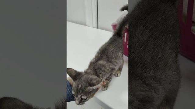 Стеклянная малышка Плеяда и ее переключения.