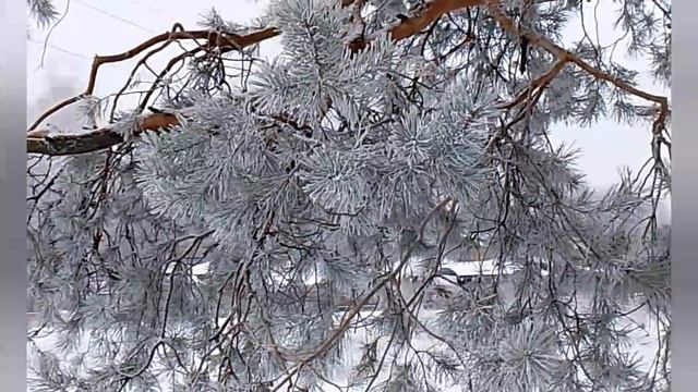 ❄️🌬️Зима в Воронеже❄️