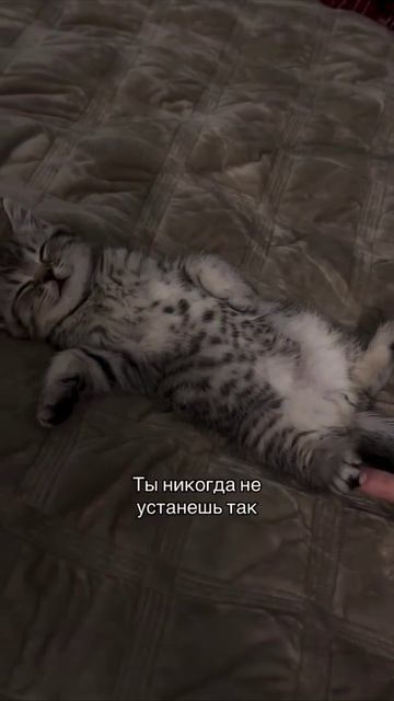 Уставший котик #прикол #прикольно #юмор #животные #коты #смех #смешно