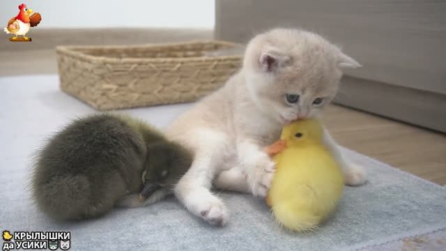 Утята и Цыплята - Кошки и котята (131) Милые малыши Хвостики да Усики ❣️🥰🤗