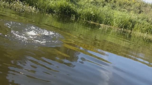 Щука из Шешупы