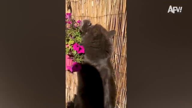 You Laugh You Lose  Funniest Fails