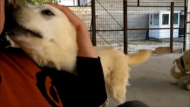 Белле делаю уколы. Понемногу стала кушать