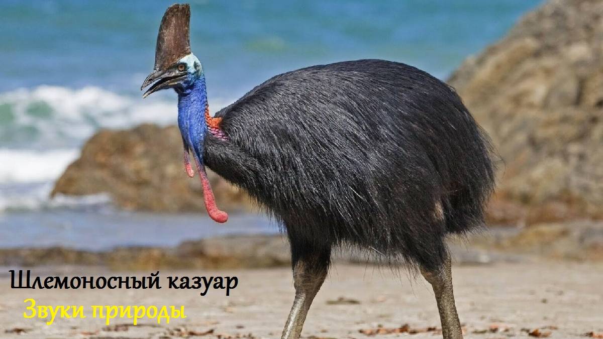 Шлемоносный казуар. Звуки природы