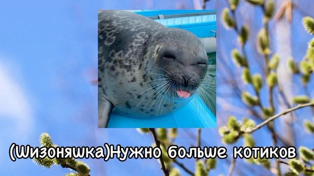 4 рандомных песенок с моего плейлиста 🙏