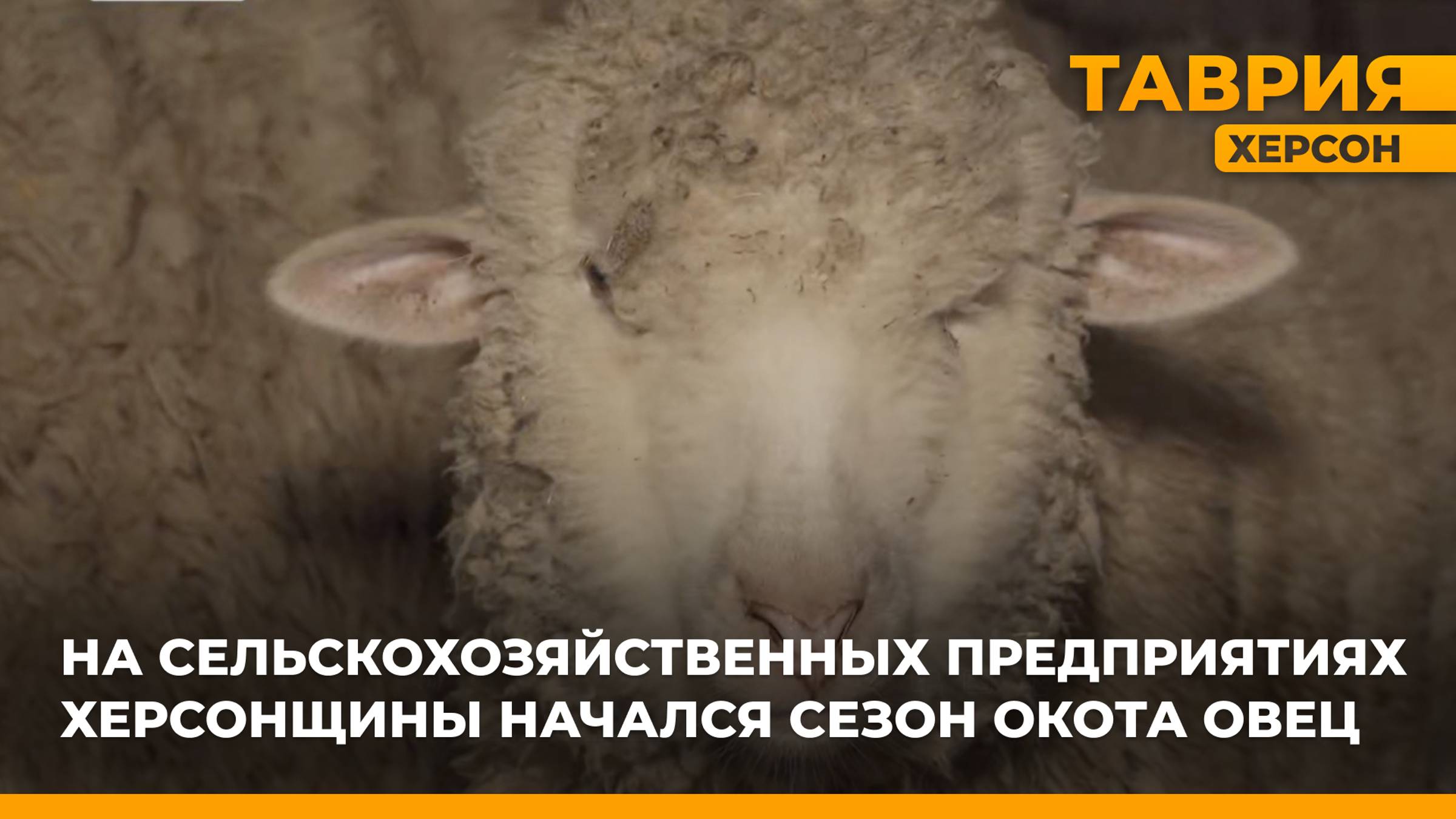 На сельхозпредприятиях Херсонской области стартовал сезон окота овец