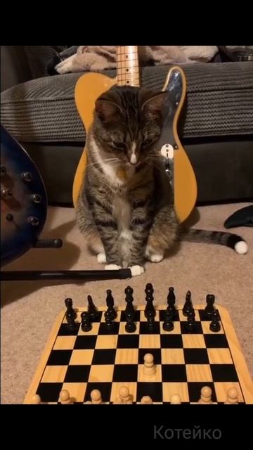 Кот Е2 Е4?