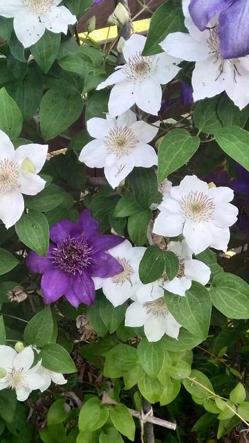 Клематисы #ольга_дом_и_дача #дачакакесть #flowers #garden Дачная хроника 2021