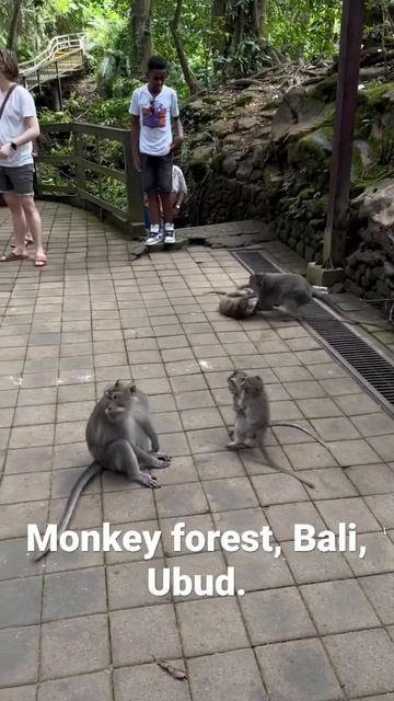 Money forest🇲🇨 Bali, Ubud.
