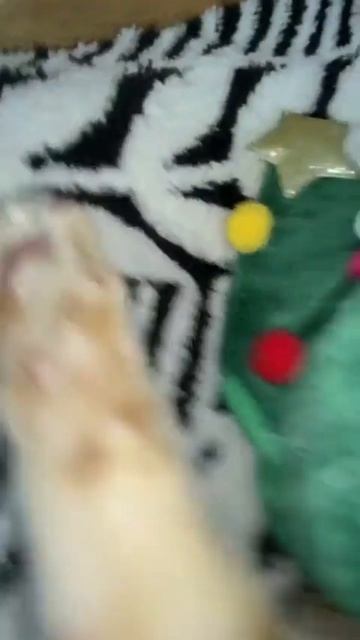 Котик)