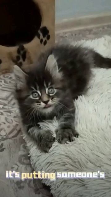 Мейнкун кот