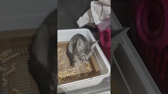 Стеклянный котенок часть вторая