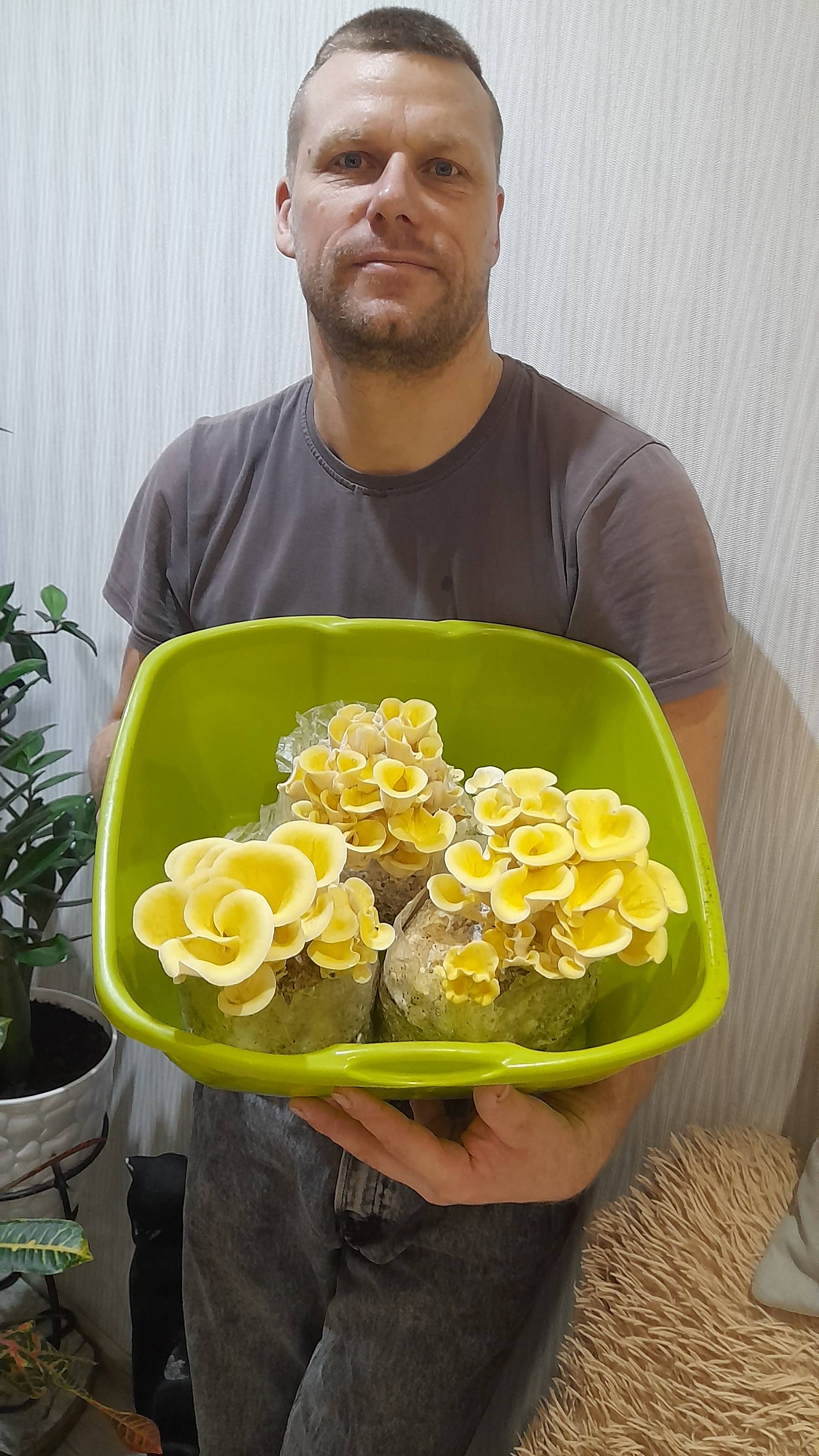 Микроклимат для грибов своими руками ,в палатку и камеру плодоношения.