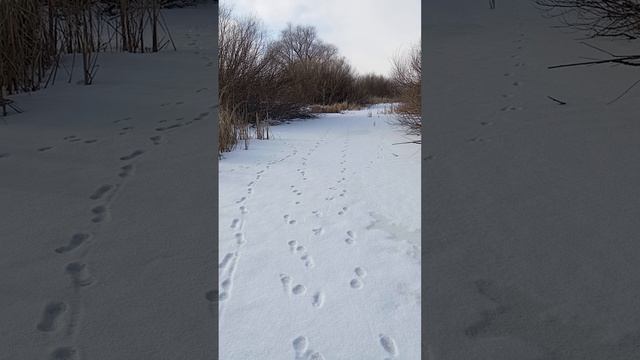 Заливные луга за Соком в Старосемейкино. 12.02.25.