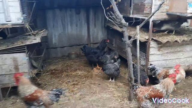 Чп на хозяйстве. Крольчиха подушила крольчат.Наши будни