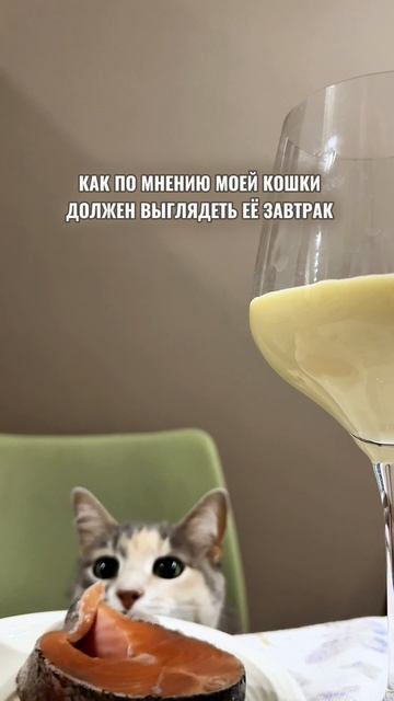 Как мнению моей кошки должен выглядеть её завтрак