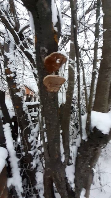 грибы