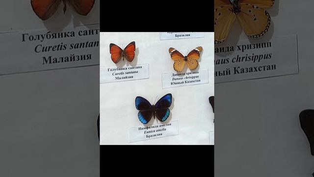 Выставка бабочек