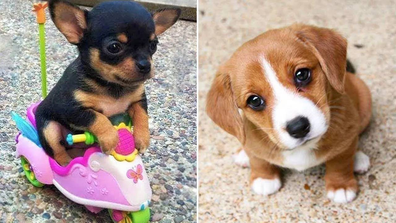 Самые смешные животные 2024 года 😂 Лучшие смешные кошки и собаки 😻🐶 Часть 42 | Милые щенки