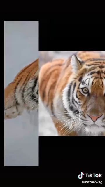 котики🐅