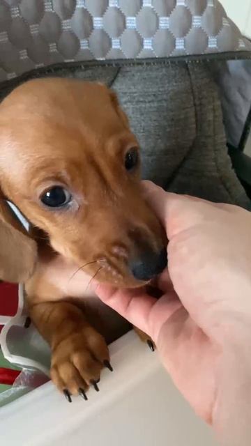 VID-20250213-WA0000
