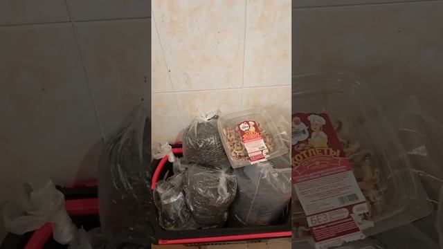 13.02.25. Запасы корма для синиц, воробьев и белочек у меня дома