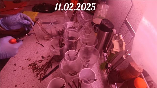 Зимнее черенкование гортензий. Видео N4. 11.02.2025