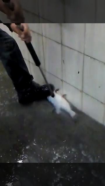 Вот так нужно чистить рыбу
