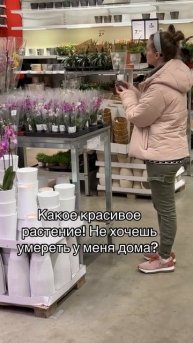 Домашние растения