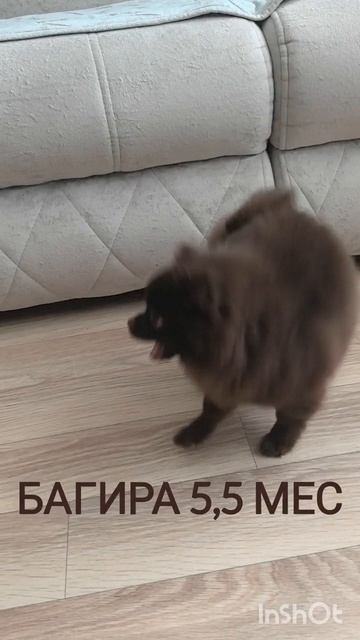 Шоколадная девочка той шпиц