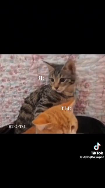 не трогай