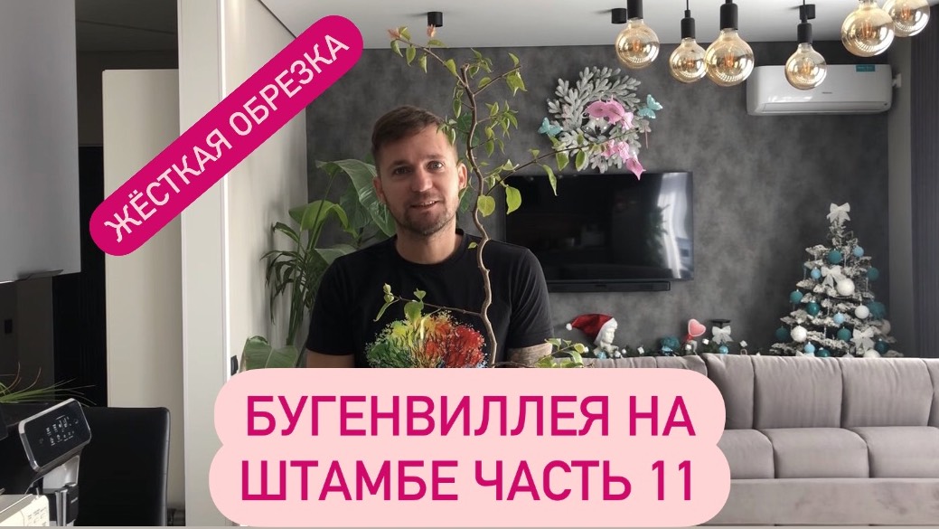 Бугенвиллея на штамбе Часть 11